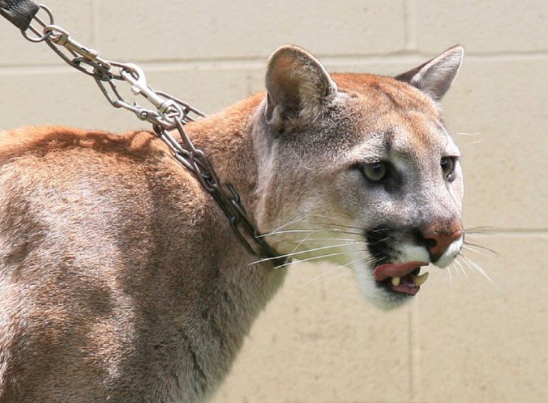 The Laws For Keeping Wild Or Exotic Animals As Pets ⋆