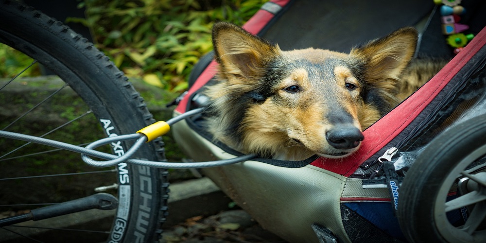 Transporting Your Pet